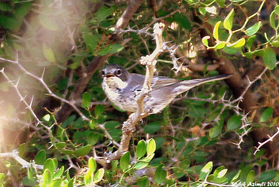Cyprus Warbler