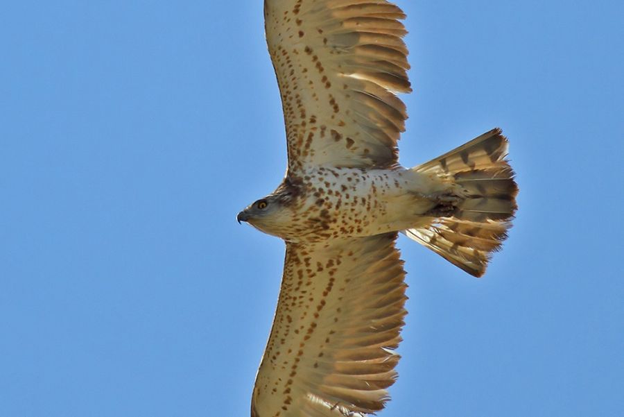 Short-toed Snake Eagle