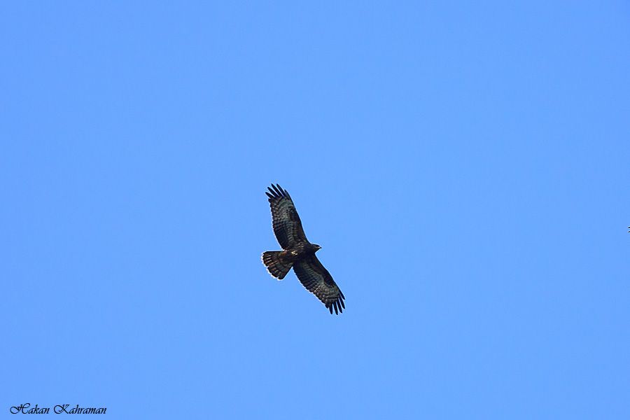 European Honey Buzzard