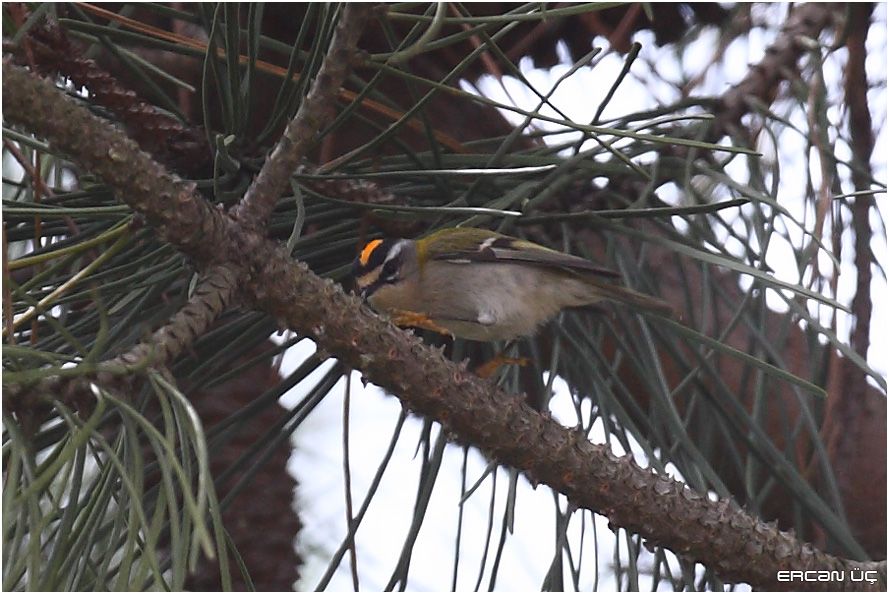 Common Firecrest