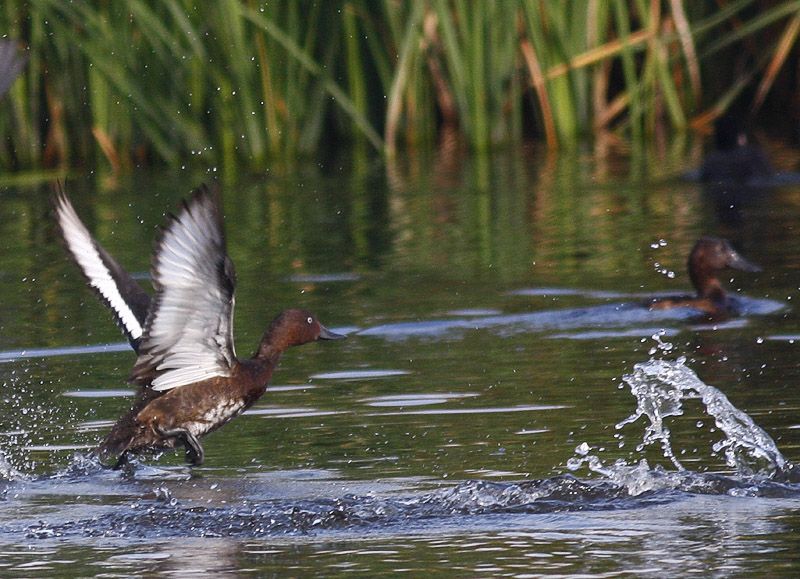 Ferruginous Duck