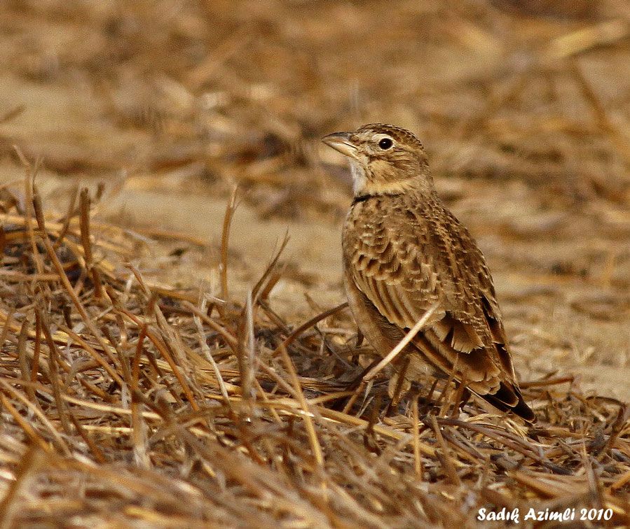 Calandra Lark