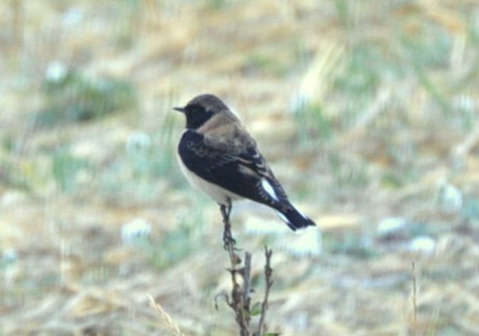 Black-eared Wheatear