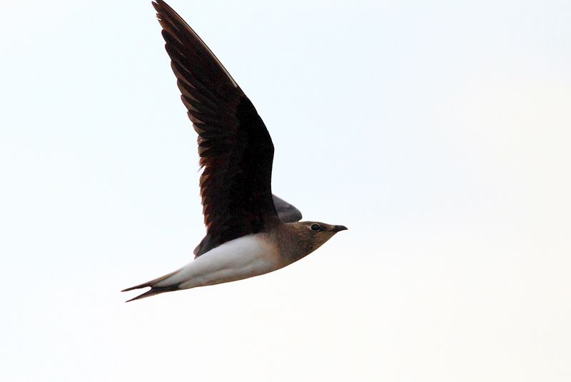 Black-winged Pratincole