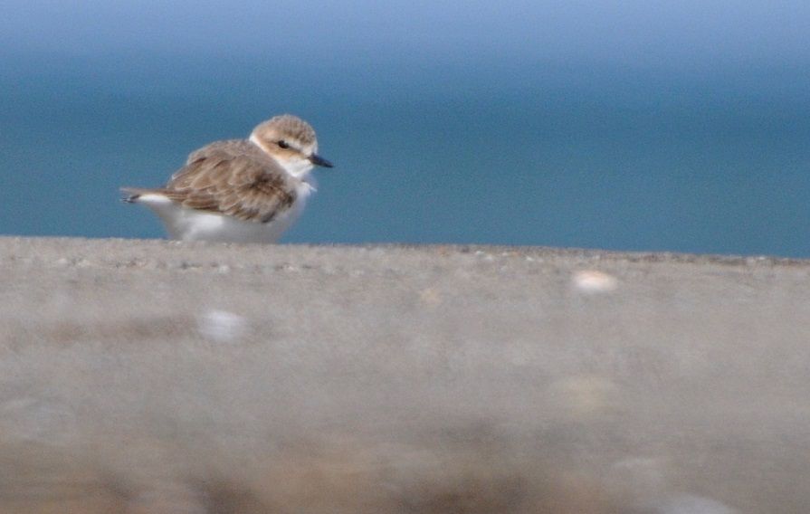 Kentish Plover