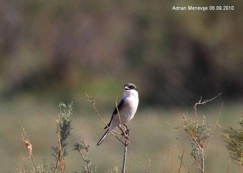 Lesser Grey Shrike