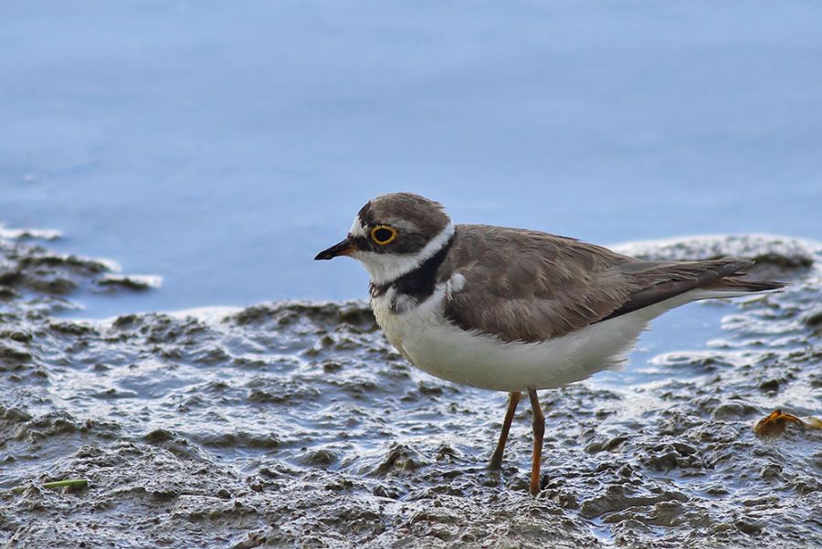 Little Ringed Plover