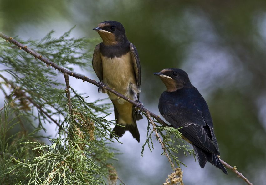 Barn Swallow