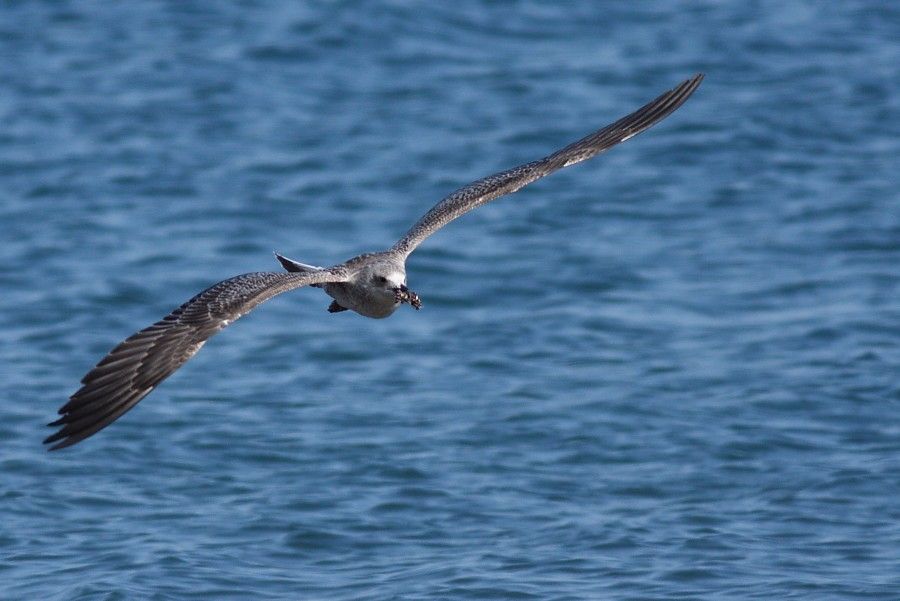 Caspian Gull