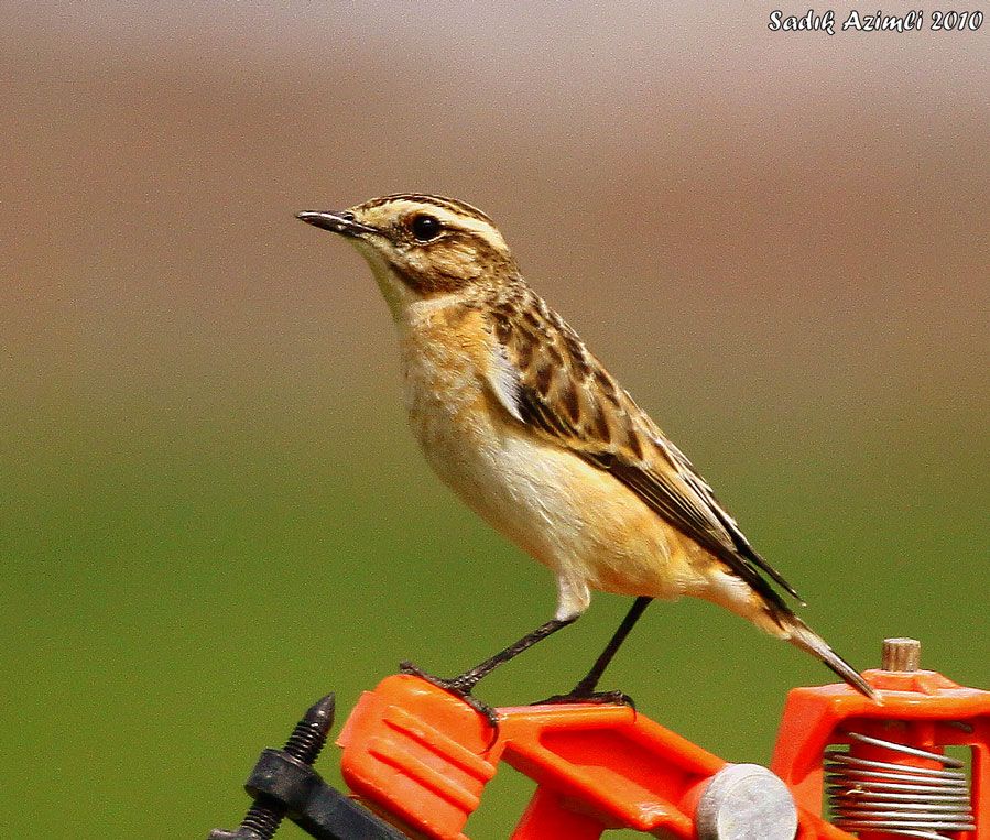 Whinchat