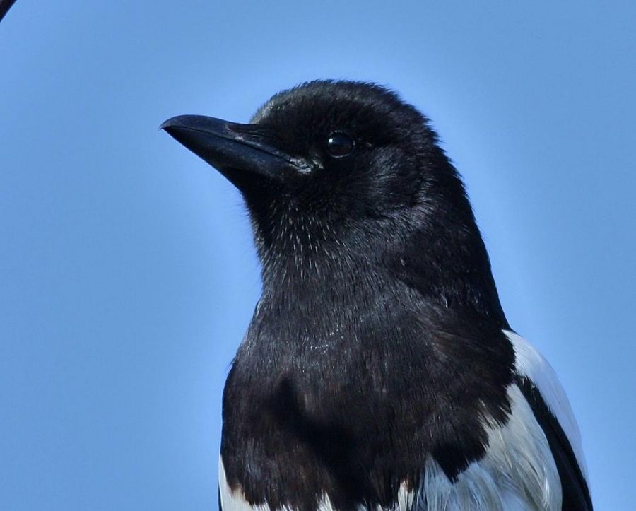 Eurasian Magpie