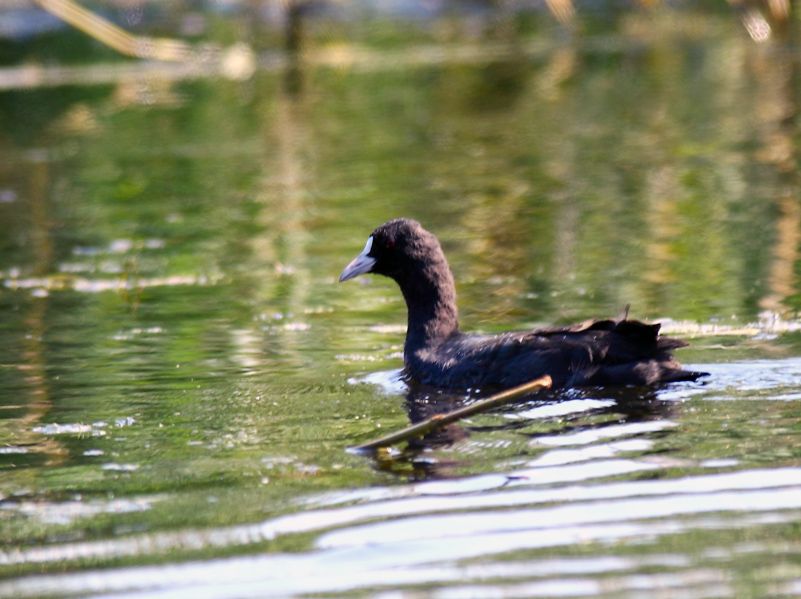 Eurasian Coot