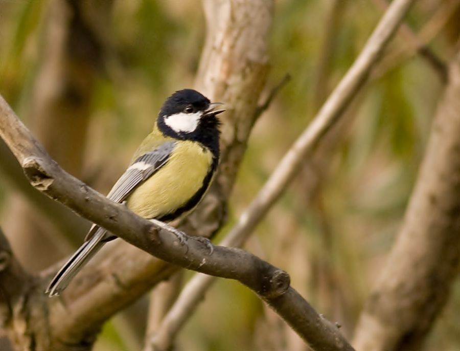 Great Tit