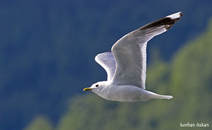 Mew Gull