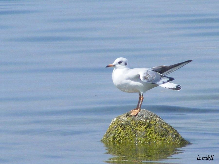 Black-headed Gull