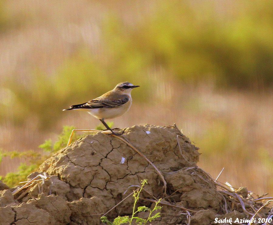 Northern Wheatear