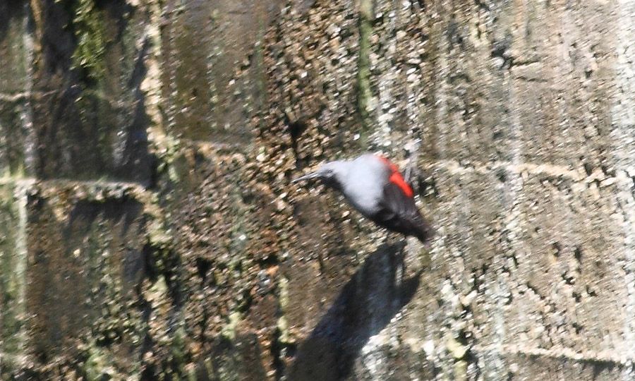 Wallcreeper