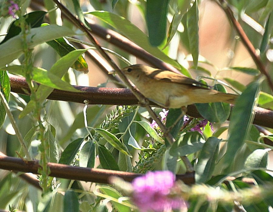 Common Reed Warbler