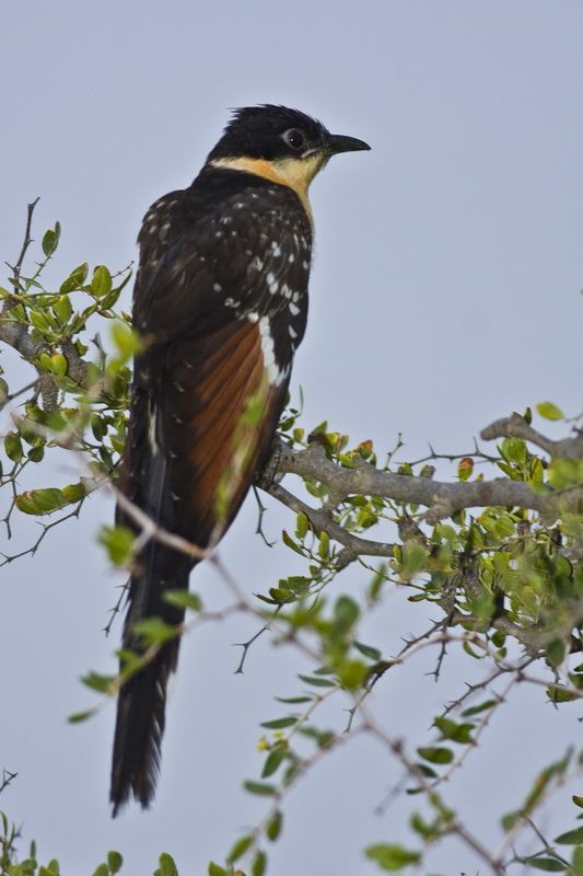 Great Spotted Cuckoo