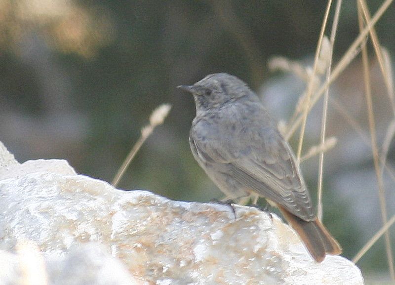 Black Redstart