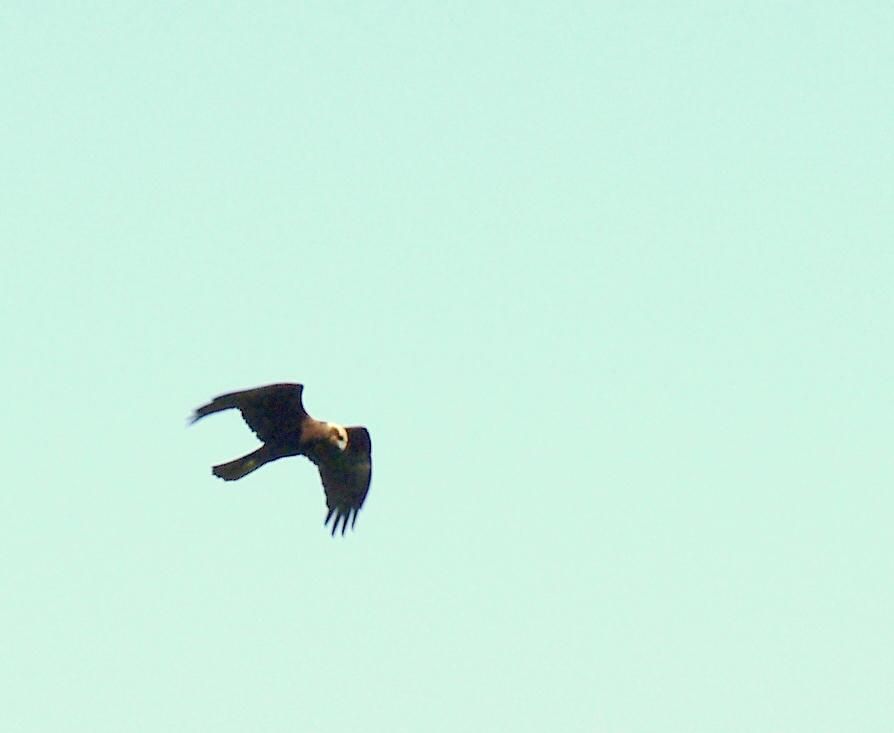 Western Marsh Harrier