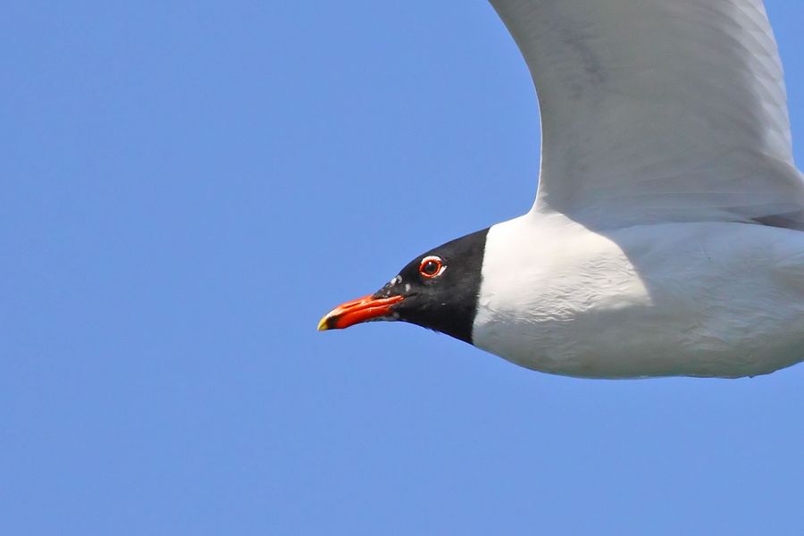 Mediterranean Gull