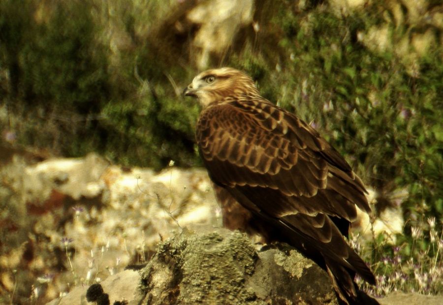 Kızıl Şahin