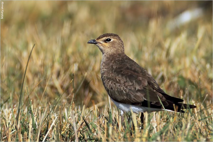 Black-winged Pratincole