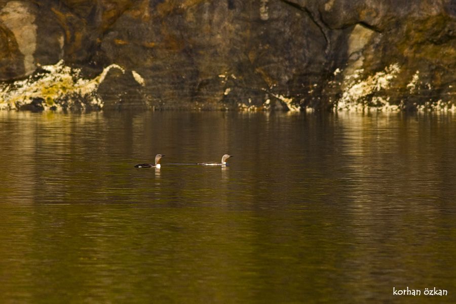 Kızılgerdanlı Dalgıç