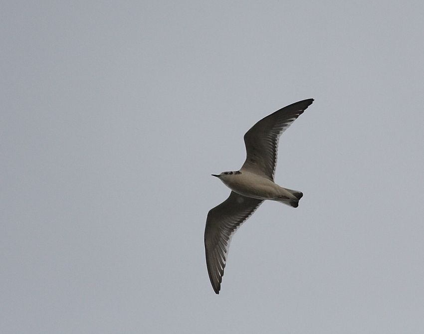 Little Gull