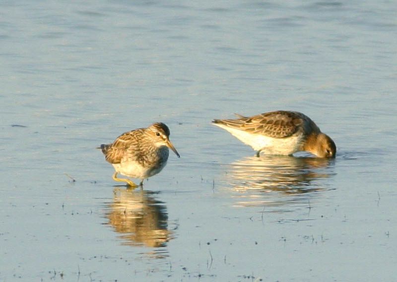 Pectoral Sandpiper