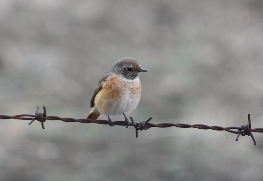 Common Redstart