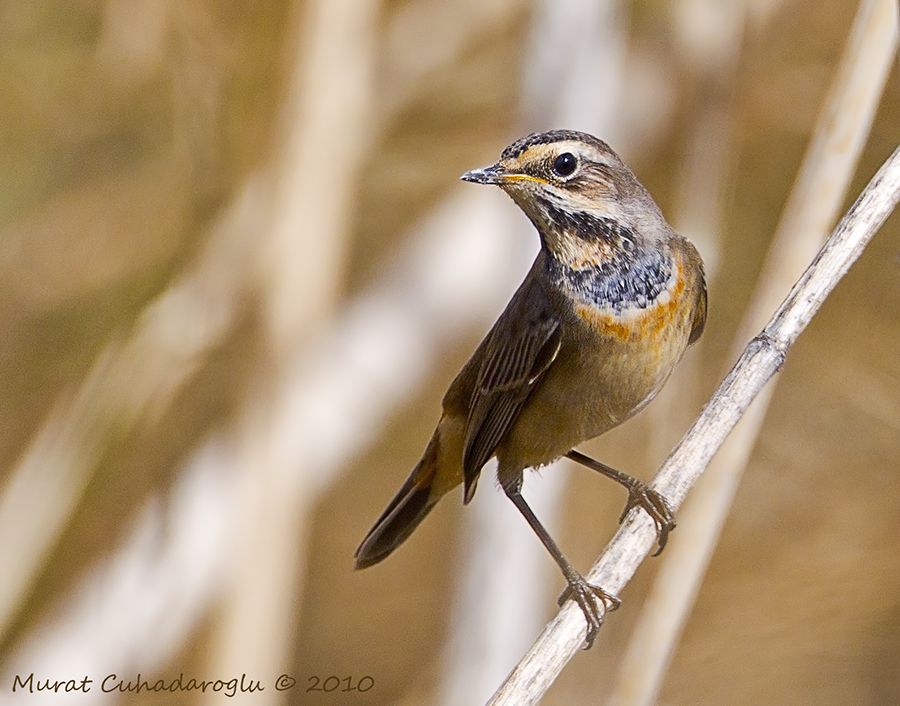 Bluethroat