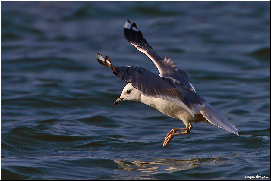 Mew Gull
