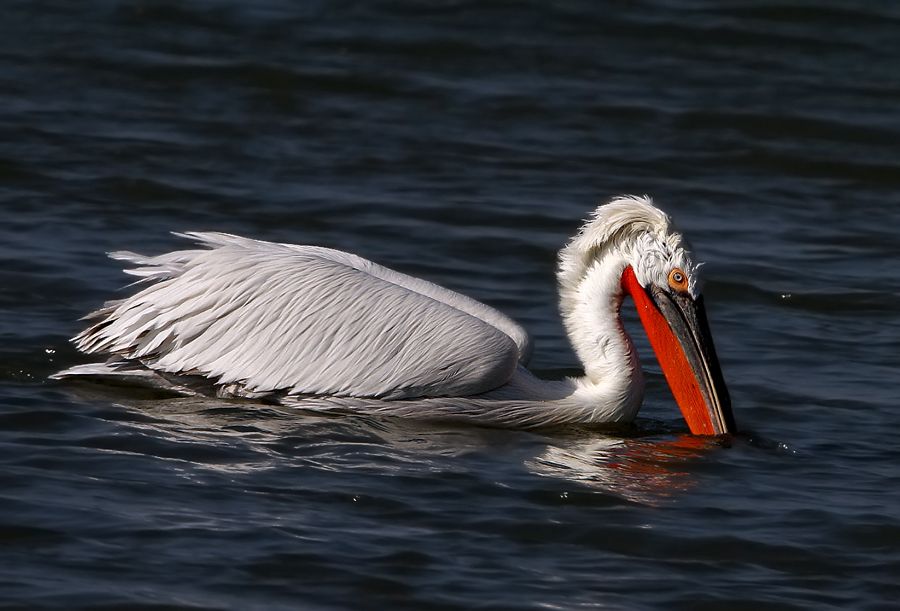 Dalmatian Pelican