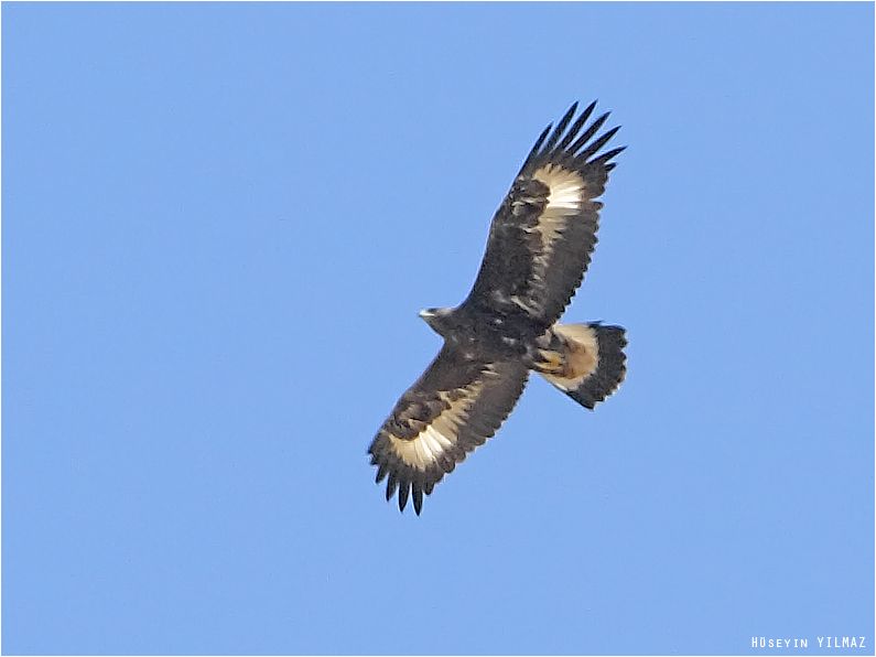 Golden Eagle
