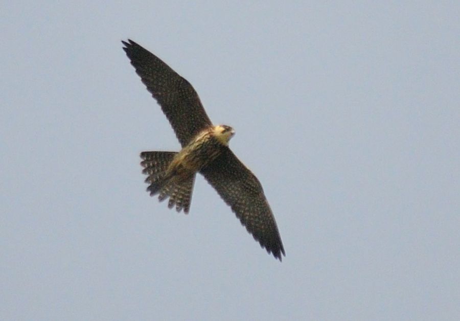 Eurasian Hobby