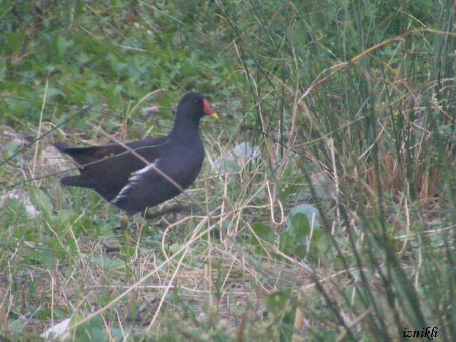 Common Moorhen