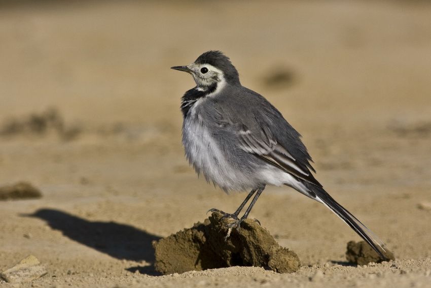 White Wagtail
