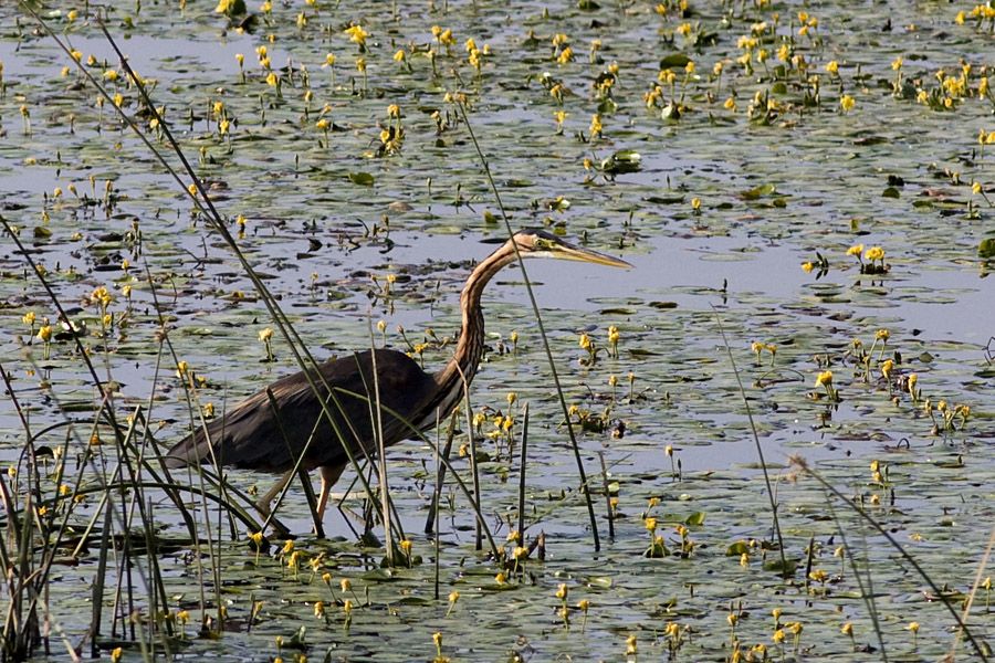 Purple Heron