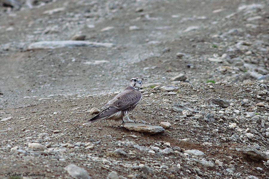 Saker Falcon