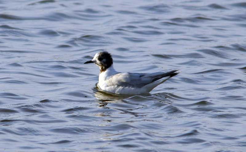 Little Gull