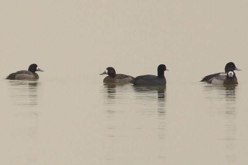 Greater Scaup