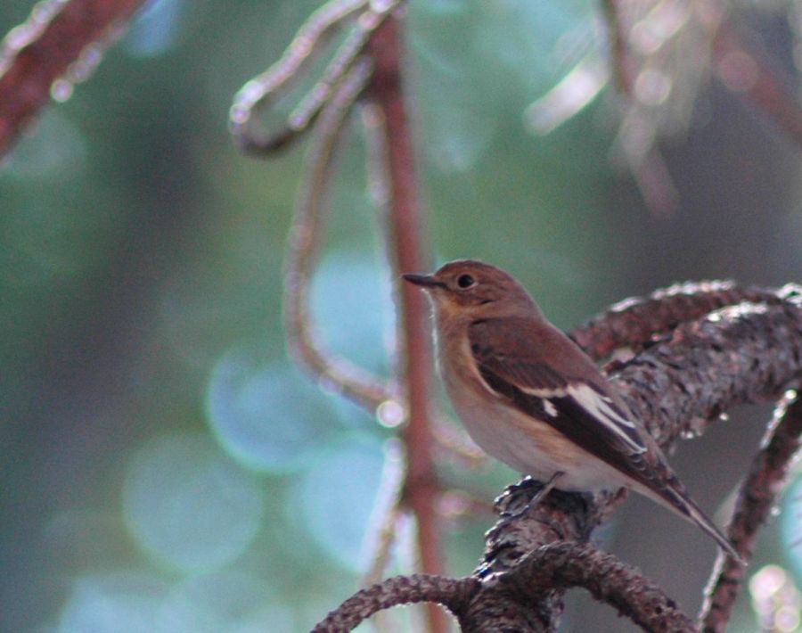 Halkalı Sinekkapan