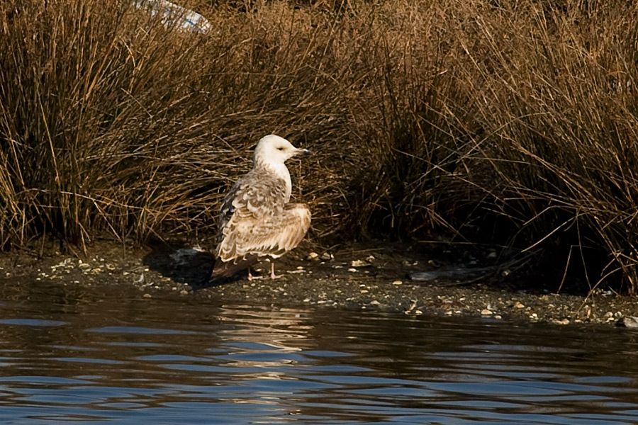 Common Gull