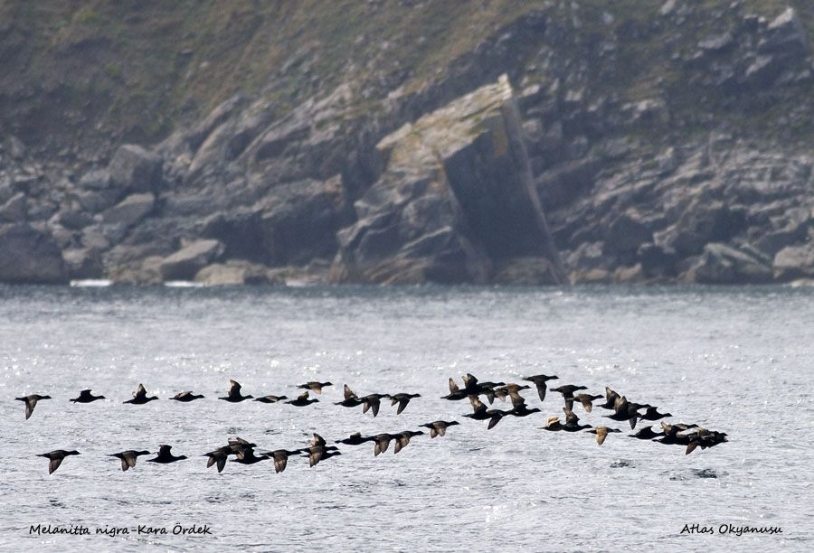 Common Scoter