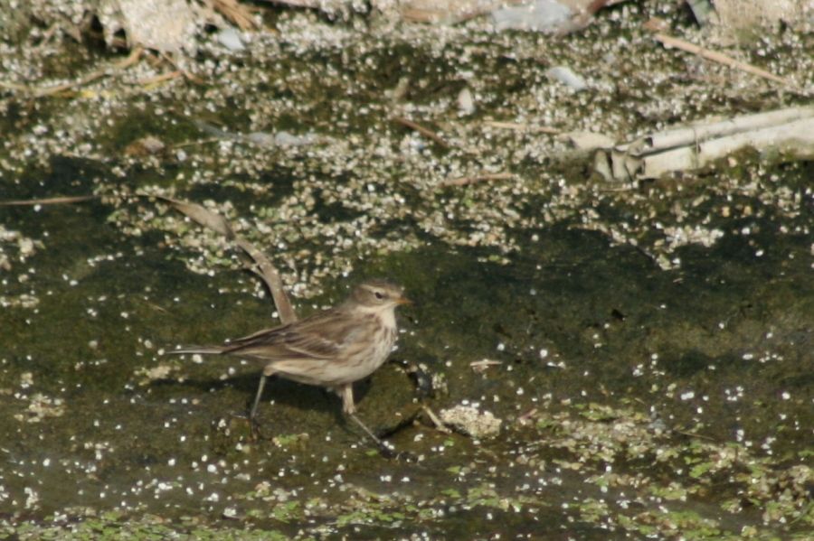 Dağ İncirkuşu