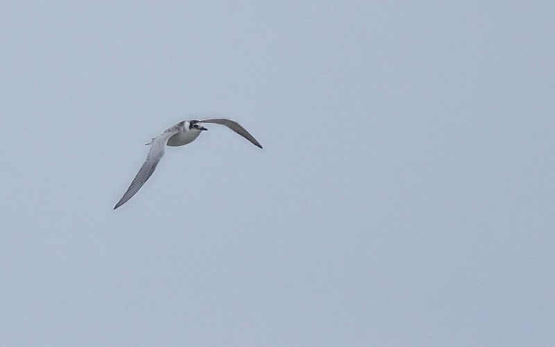 Little Gull