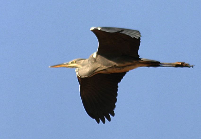 Gri Balıkçıl