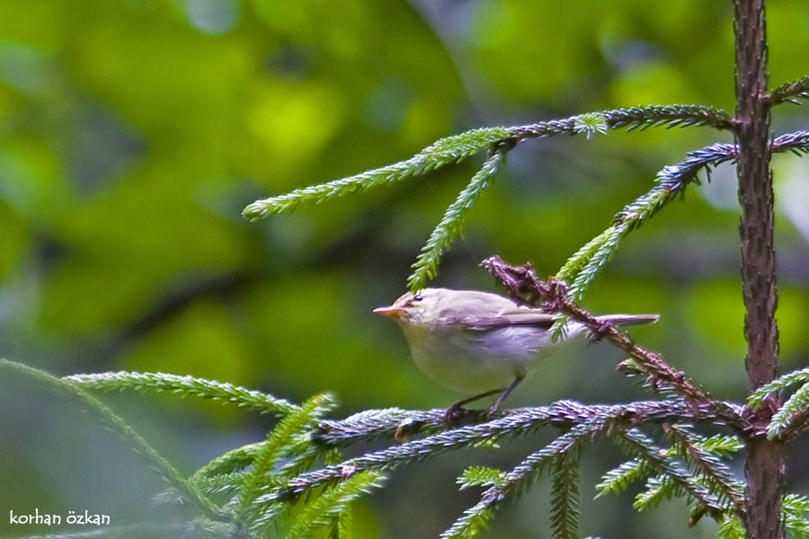 Green Warbler